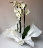 Orchid occasions Flowers