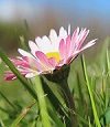 Daisy - April Birth Flower