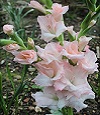 Gladiola - August Birth Flower