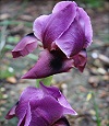 Iris - February Birth Flower
