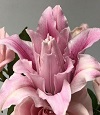 Lily - May Birth Flower