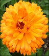 Marigold - October Birth Flower
